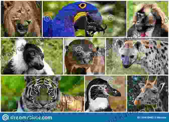 A Variety Of Animals Featured In The Hello Hello Brendan Wenzel