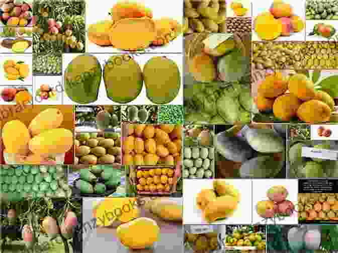 A Vibrant Display Of Different Mango Varieties, Each With Its Own Unique Shape, Color, And Flavor Easy Mango Cookbook: 50 Delicious Mango Recipes