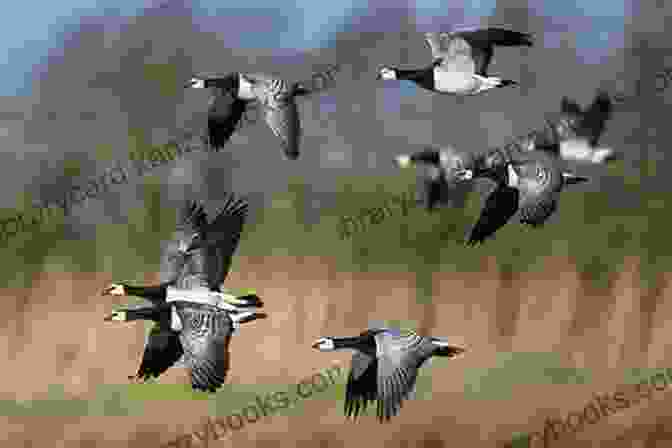 Breno Lerner, The Barnacle Goose, Taking Flight With His Flock, A Symbol Of Hope And Conservation The Barnacle Goose Breno Lerner