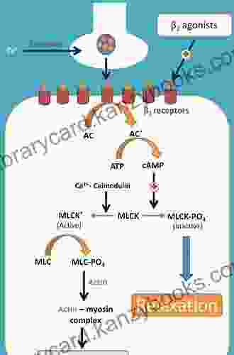 Treatment Of Asthma: The Long Acting Beta 2 Agonists